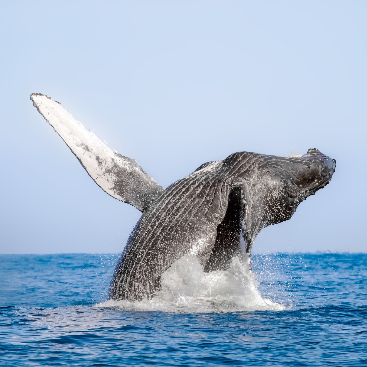 ABC del avistamiento de ballenas en Puerto Vallarta