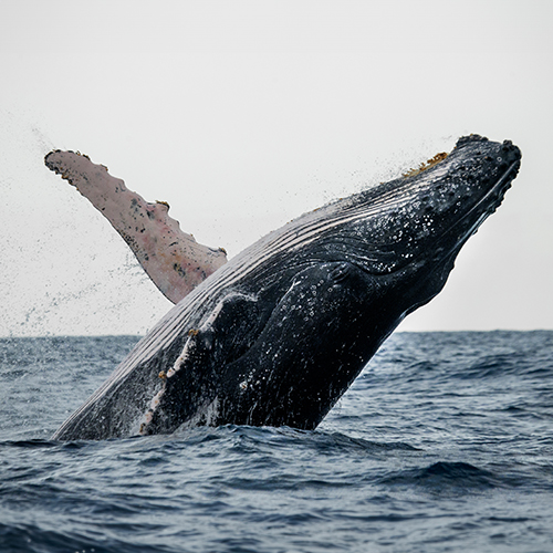 Nado por las Ballenas 2024: una causa en pro de la conservación de la ballena jorobada