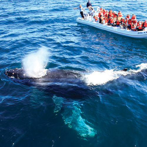 Avistamiento de ballenas en Puerto Vallarta: Una aventura natural inolvidable 