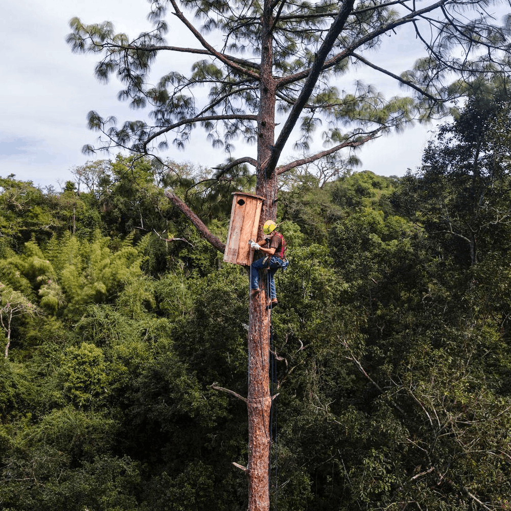 Santuario de las Guacamayas en Puerto Vallarta: un refugio de vida, color y esperanza