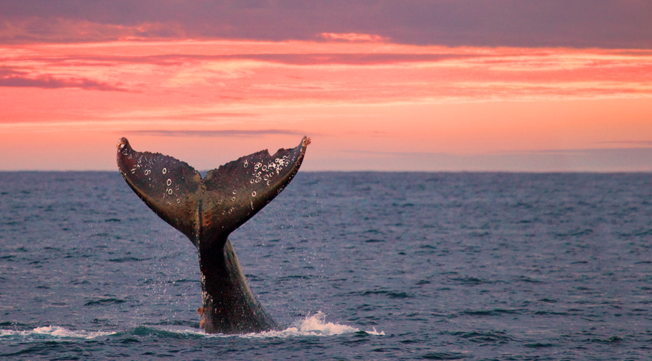 Whale jumping out the sea in Puerto Vallarta