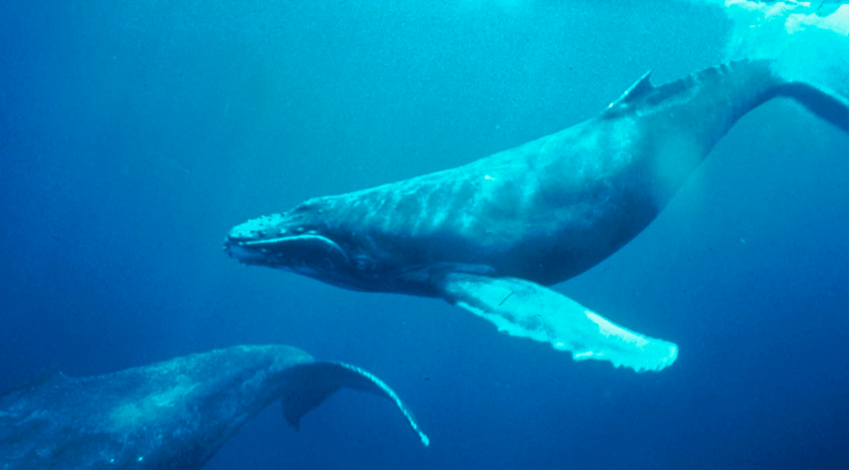 Humpback whales in Puerto Vallarta
