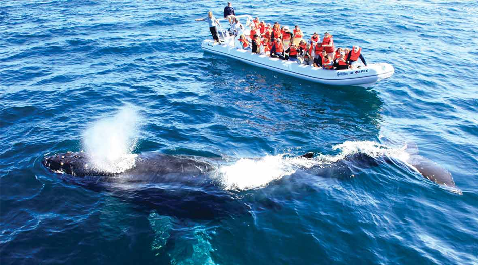 Whale watching tours in Puerto Vallarta