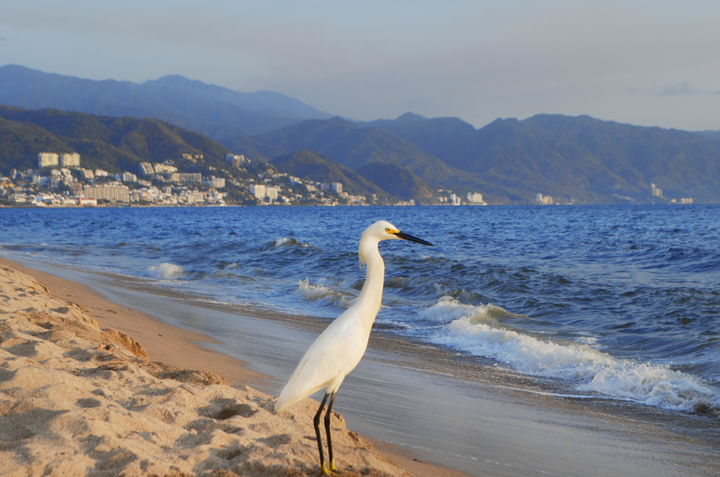 Discover Playa de Oro in Puerto Vallarta