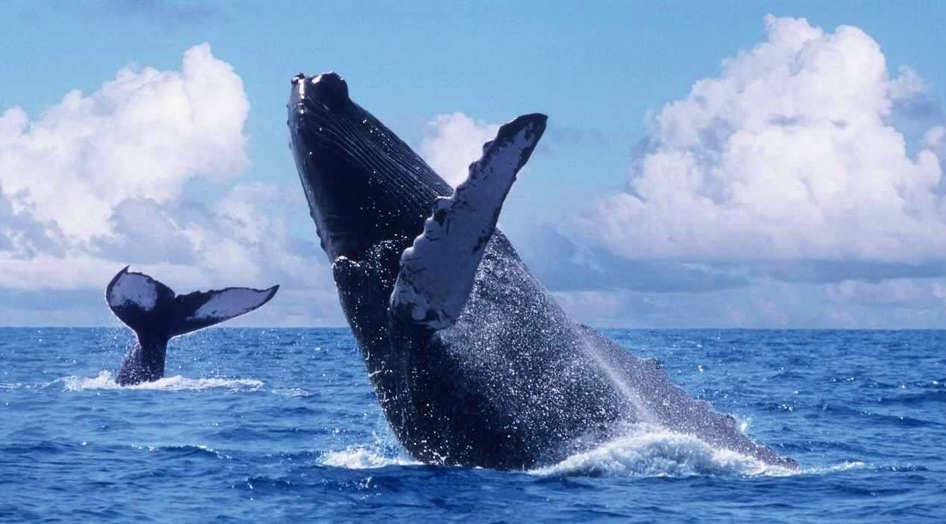 4 reasons for experience the whale watching in Puerto Vallarta