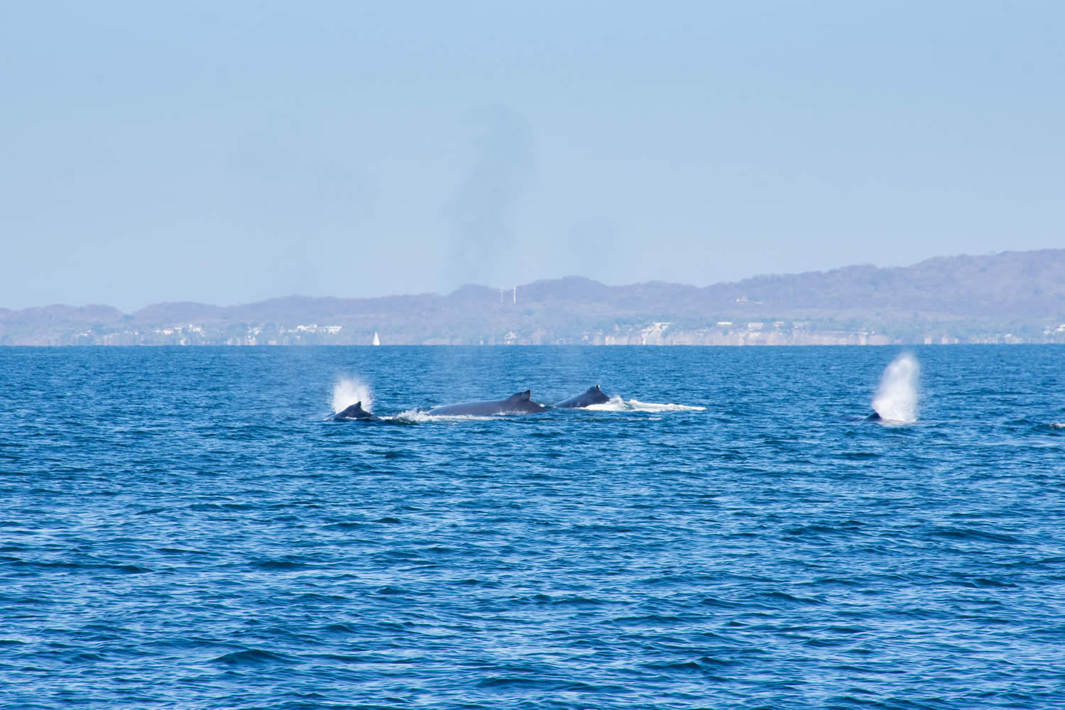 ENJOY HUMPBACK WHALE WATCHING IN PUERTO VALLARTA
