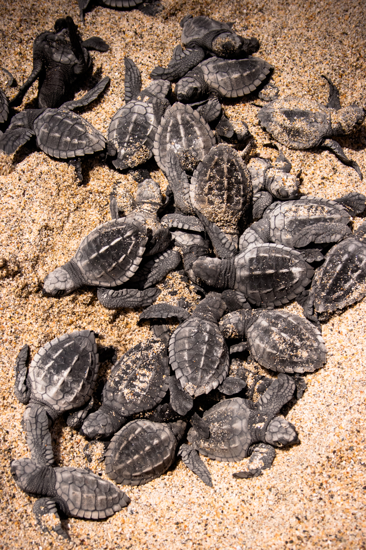En Puerto Vallarta organismos oficiales y organizaciones no gubernamentales realizan esfuerzos de conservación