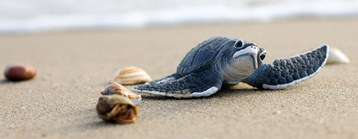 Liberación de tortugas en Puerto Vallarta