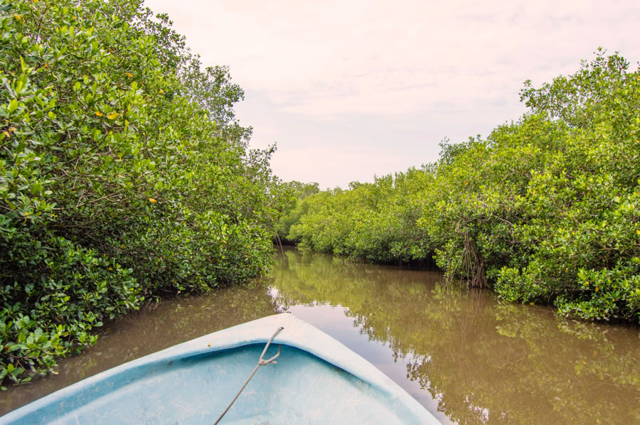 Estero El Salado es un área Natural protegida de Puerto Vallarta