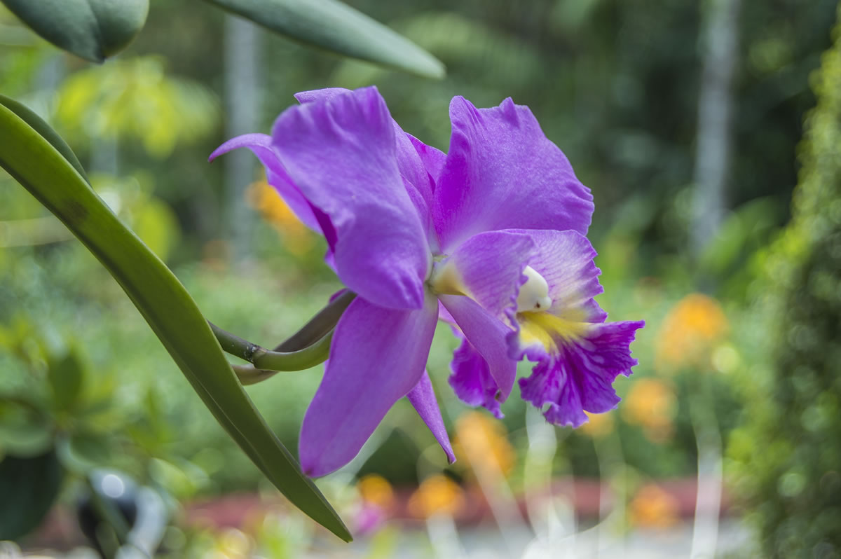 Visita el Jardín Botánico de Puerto Vallarta