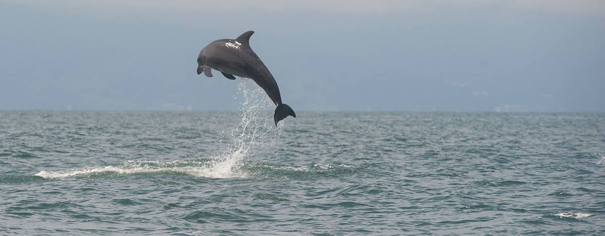 Nado con delfines en Puerto Vallarta