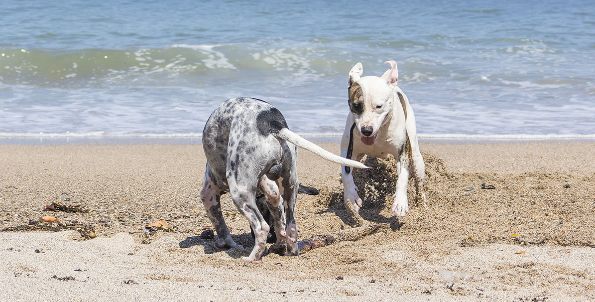 Viaja a Puerto Vallarta con tu perro