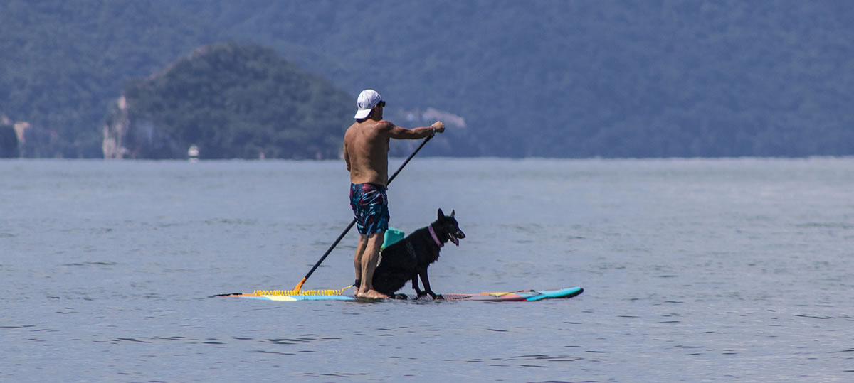 Ven a Puerto Vallarta con tu mascota