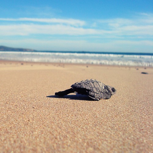 Live the experience of releasing baby turtles in Puerto Vallarta