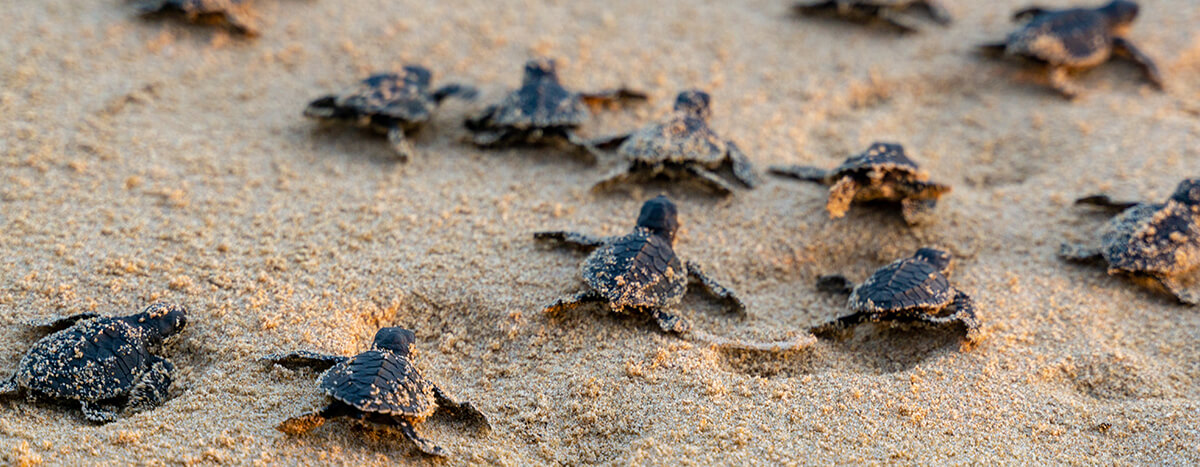 Liberar tortugas en temporada