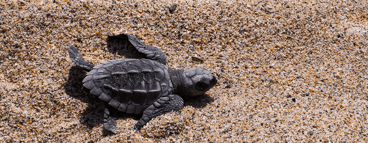 Turtles releasing Puerto Vallarta