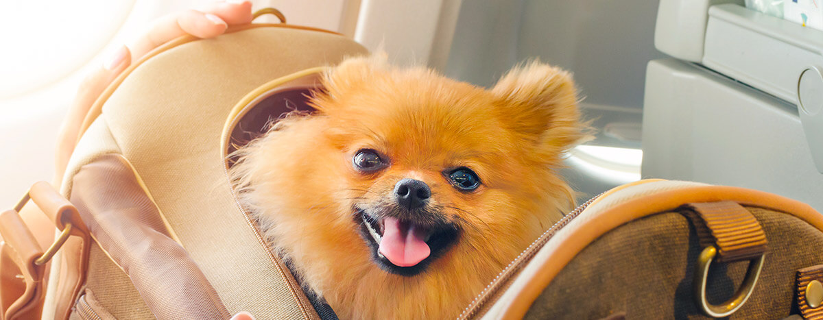 Pet friendly aerolineas - Puerto Vallarta