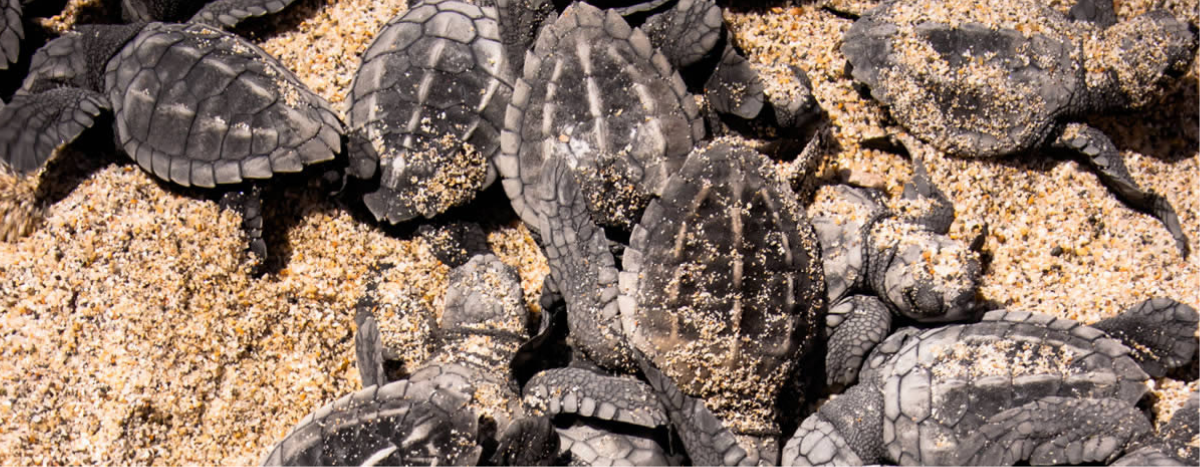 turtles releasing in Puerto Vallarta