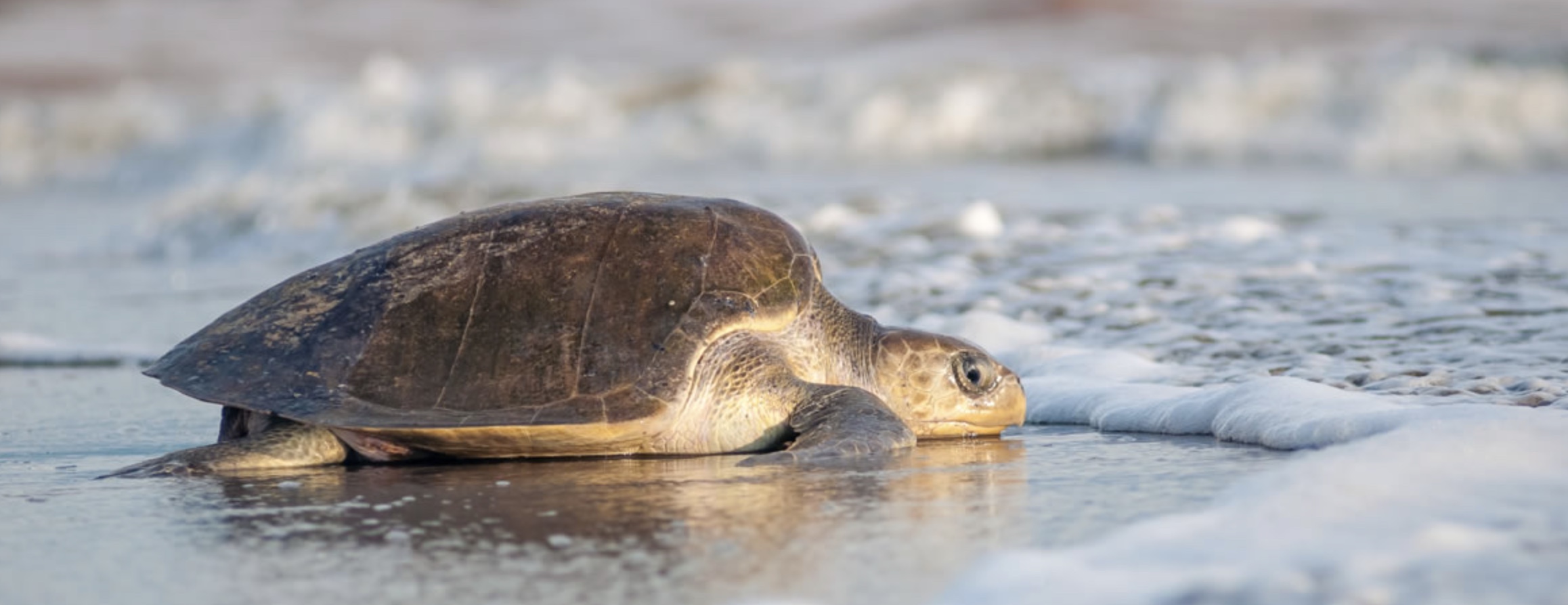 Turtles releasing in Puerto Vallarta