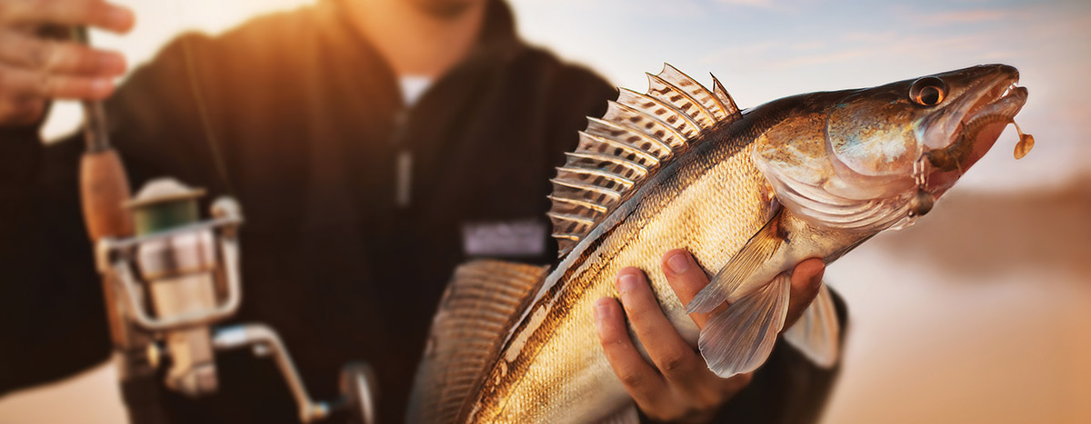 Pesca en puerto vallarta