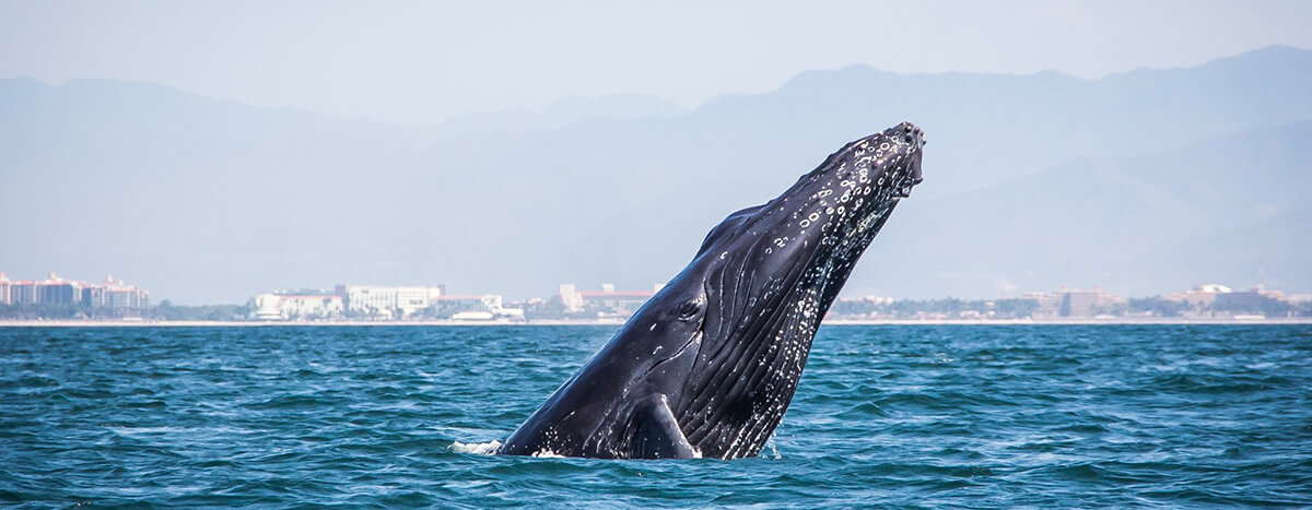 Eco explorer Vallarta