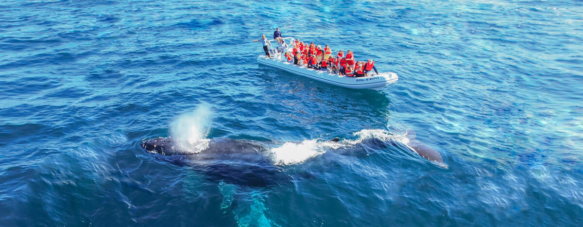 Vallarta Adventure