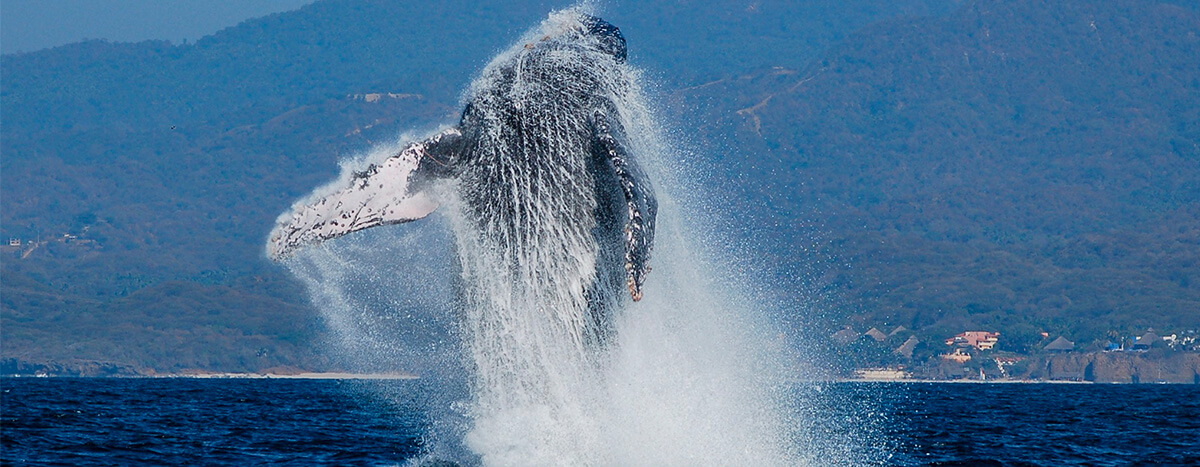 Wildlife connection Vallarta