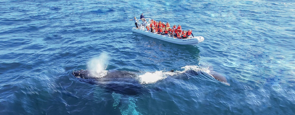 Avistamiento ballenas tour en Puerto Vallarta.