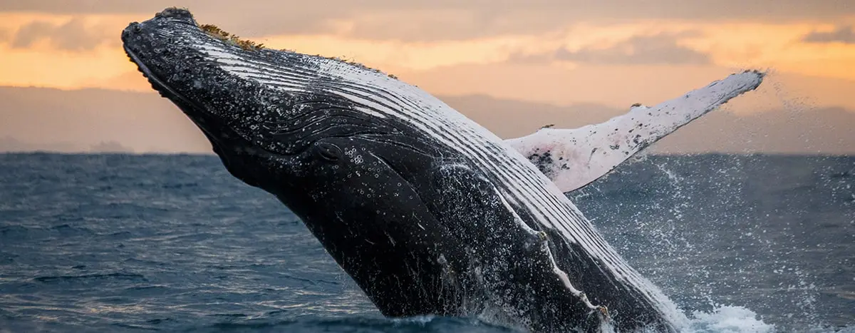 Una ballena jorobada salta fuera del agua, mostrando su distintivo cuerpo blanco y negro y aletas largas. El cielo al atardecer es visible en el fondo