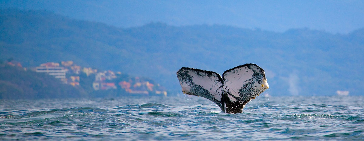 Avistamiento de ballenas en Puerto Vallarta